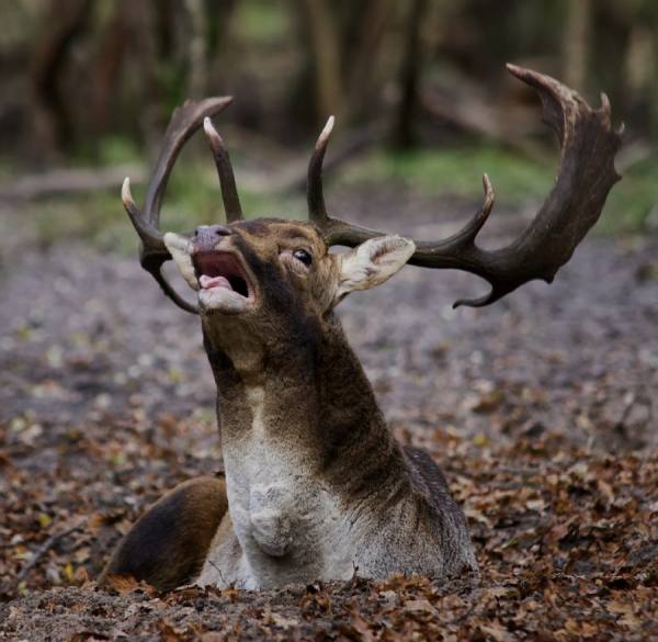 Photograph Gert Van Den Bosch The Old Warrior on One Eyeland